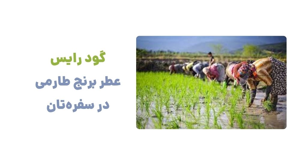 گود رایس، عطر برنج طارمی در سفره_تان
