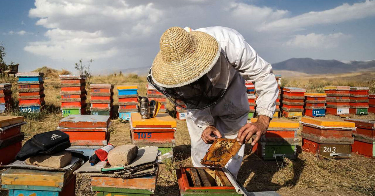 کندوهای ایران و آمار تولید عسل 2025