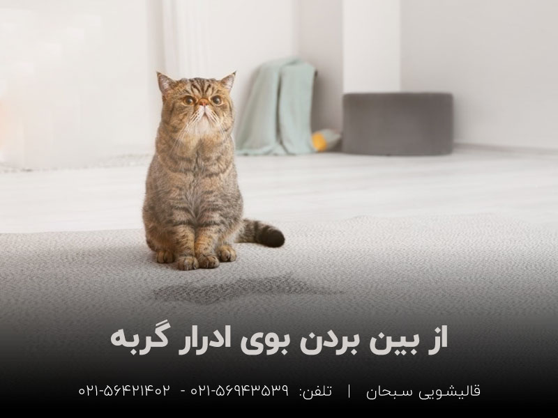 از بین بردن بوی ادرار گربه
