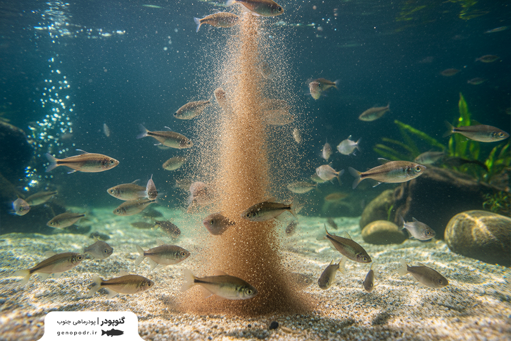 خرید پودر ماهی