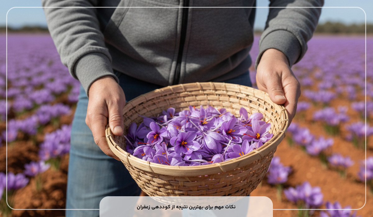 نکات مهم برای بهترین نتیجه از کوددهی زعفران
