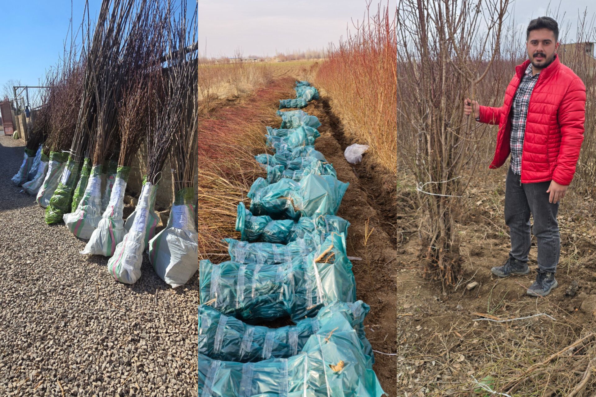 سهمیه نهال بادام دیمی و آبی؛ ثبت با کد ملی قبل از محدودیت بحران آب 3