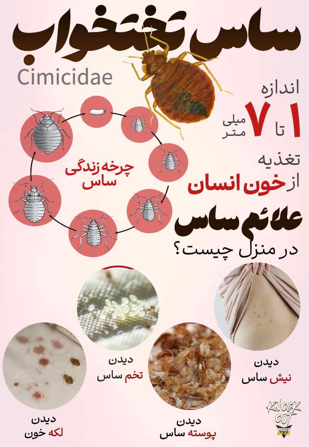 ساس چیست؟ - اینفوگرافیک ساس تختخوابی + علائم ساس در منزل