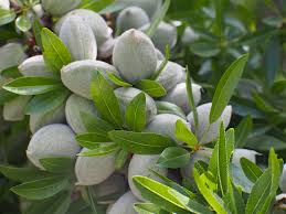 خرید انواع نهال میوه با ابلاترین کیفیت از نهالستان سالم نهال