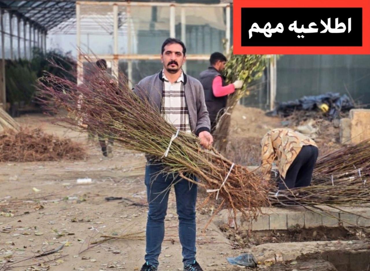 خرید انواع نهال میوه با ابلاترین کیفیت از نهالستان سالم نهال