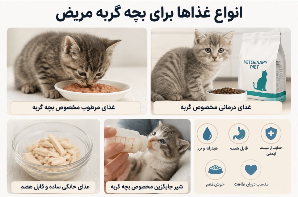 انواع غذاها برای بچه گربه مریض