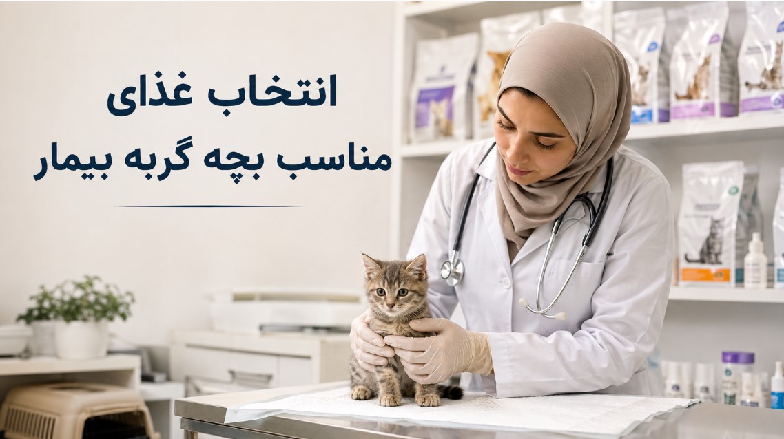 انتخاب غذای مناسب بچه گربه بیمار