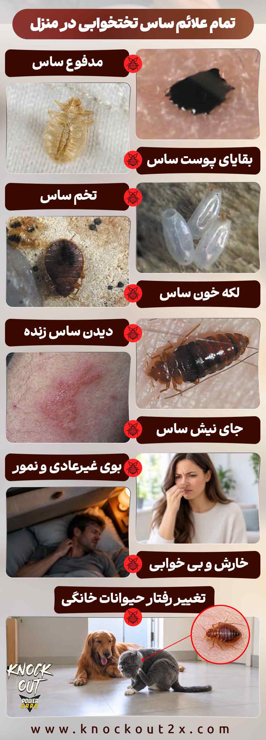 تمام علائم ساس در منزل؛ نشانه های اصلی ساس خانگی